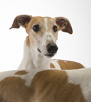 Greyhounds rescue 2